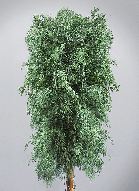 Albero stabilizzato Nicoli Wide con chioma verde ampia e ricadente
