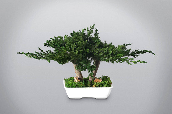 Bonsai stabilizzato Feng Shui Floritecture con chioma verde orizzontale in vaso bianco