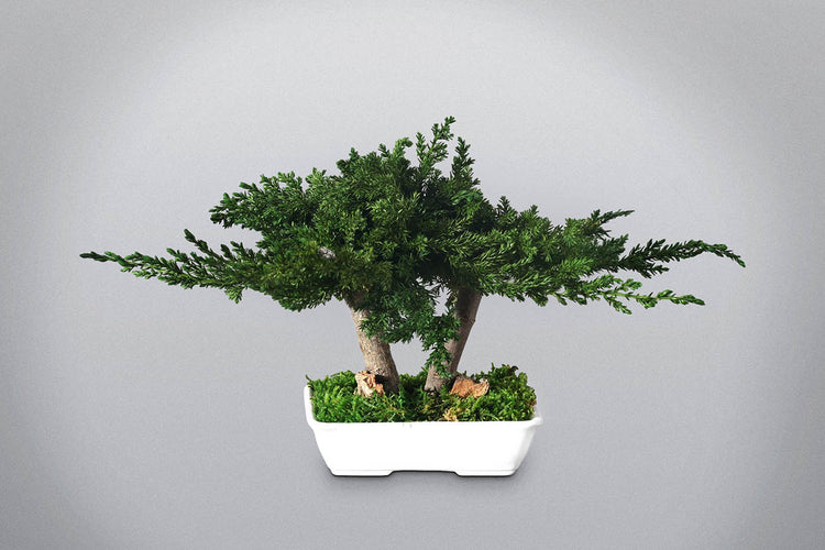 Bonsai stabilizzato Feng Shui Floritecture con chioma verde orizzontale in vaso bianco