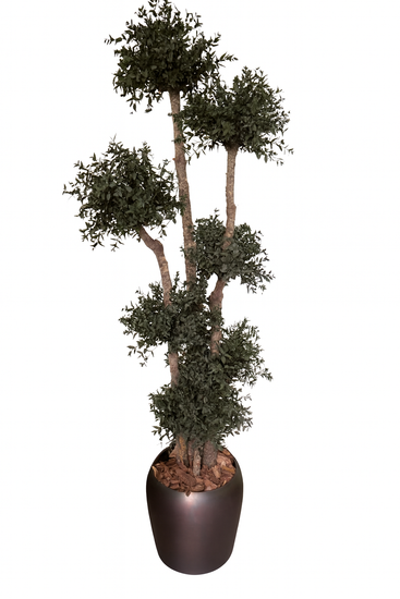 Albero stabilizzato Parvifolia Topiary con chiome sferiche in vaso decorativo