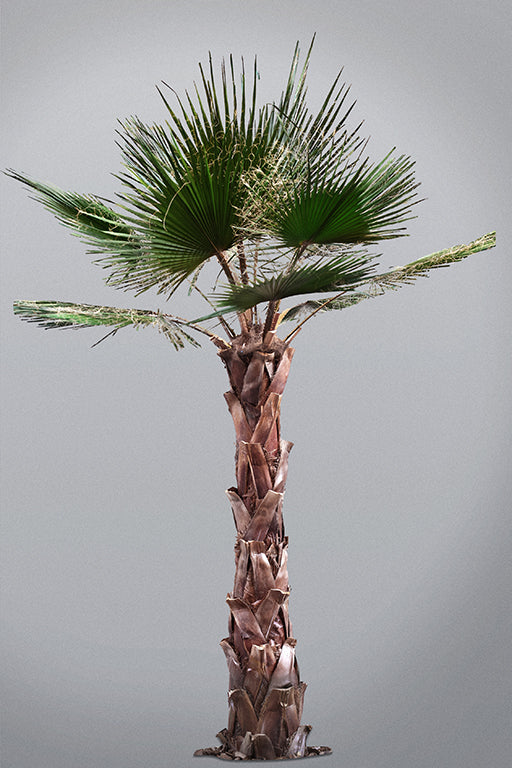 Palma stabilizzata Floritecture con tronco alto e chioma verde a ventaglio